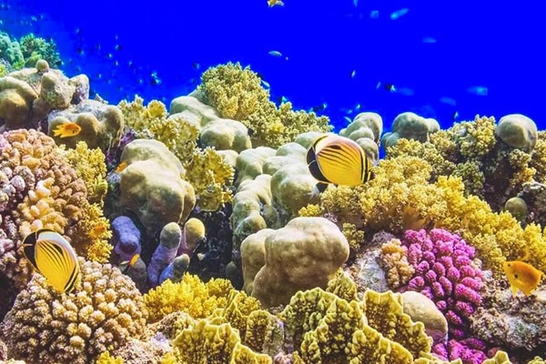 Coral Gardens
