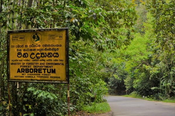 Kottawa Conservation Forest