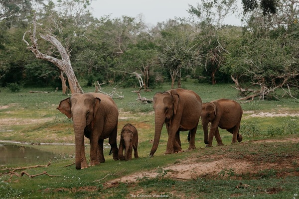 Yala National Park safari